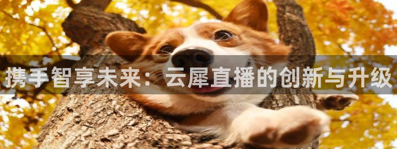 雨燕体育直播免费高清无插件：携手智享未来：云犀直播的创新与升级