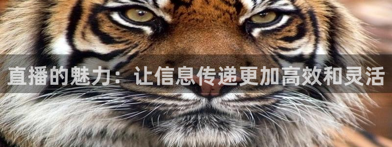 雨燕免费高清直播nba：直播的魅力：让信息传递更加高效和灵活
